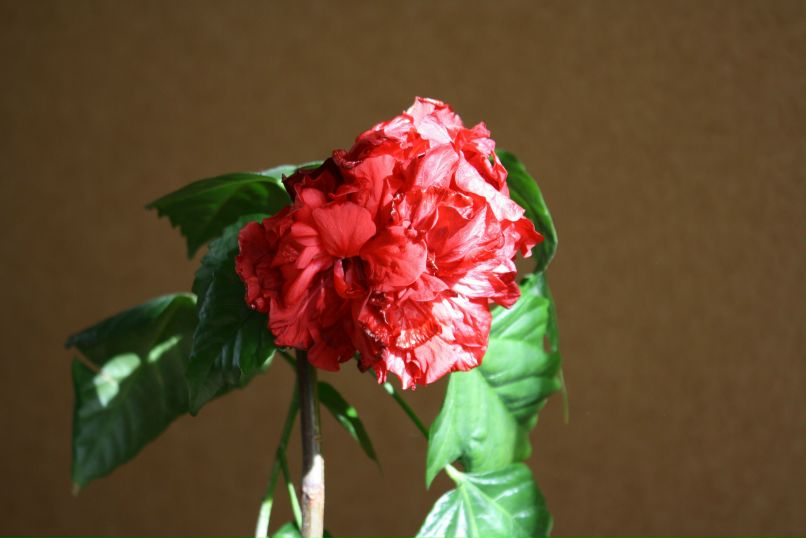 Марина Булгакова | Кривой Рог