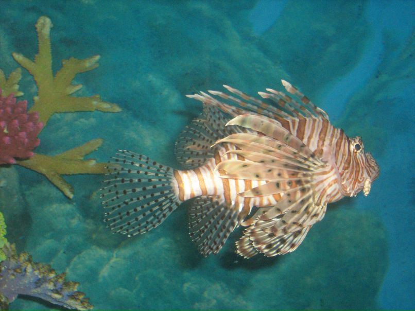 Дарья Колмакова БЕЛЛОЧК@!!! | Los Angeles