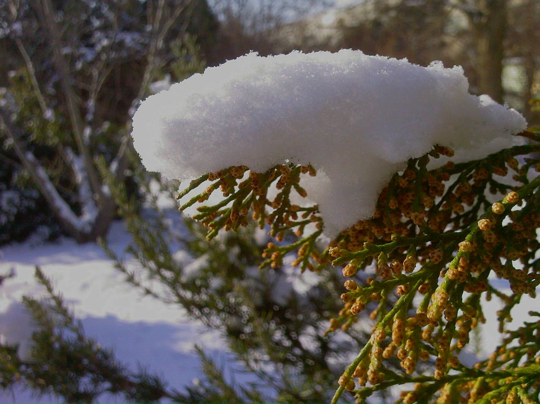 Любовь Песчанская | Севастополь
