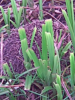 Анна Серова | Вологда