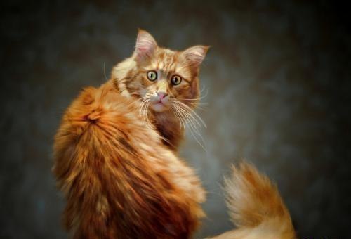 Виктория Мощевикина | Петрозаводск