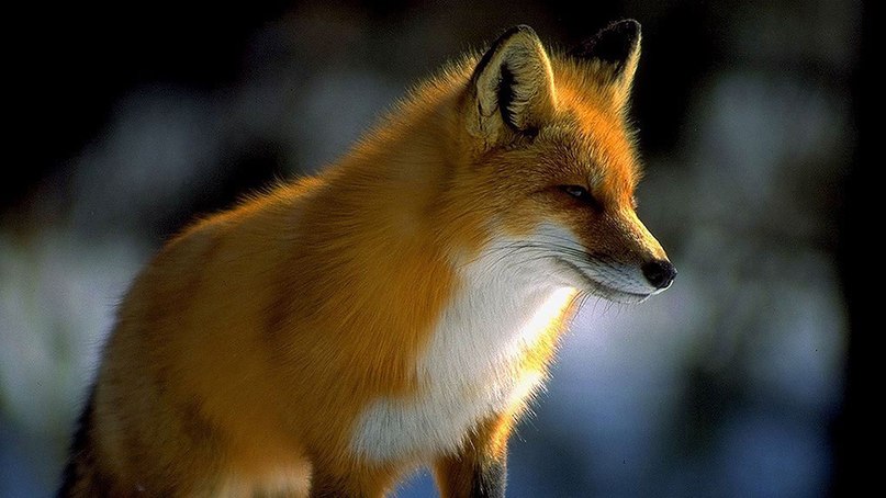 Сергей Иванов <<< ЛиС 2h >>> | Остров