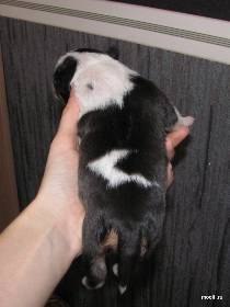 Julit Lark волшебник | Москва