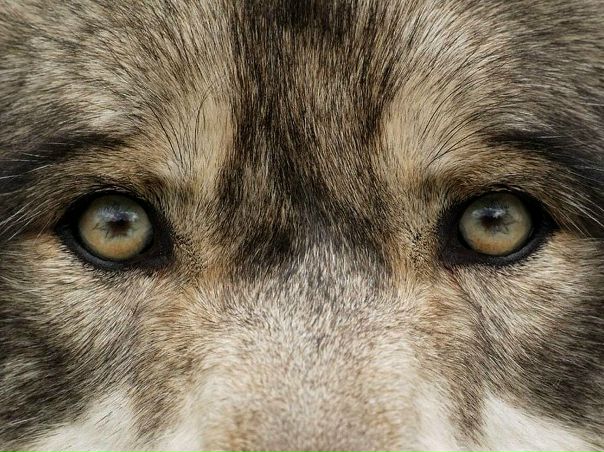 №169, Алексей Рогозин, Сергиев Посад, Россия №169, Алексей Рогозин, Сергиев Посад, Россия