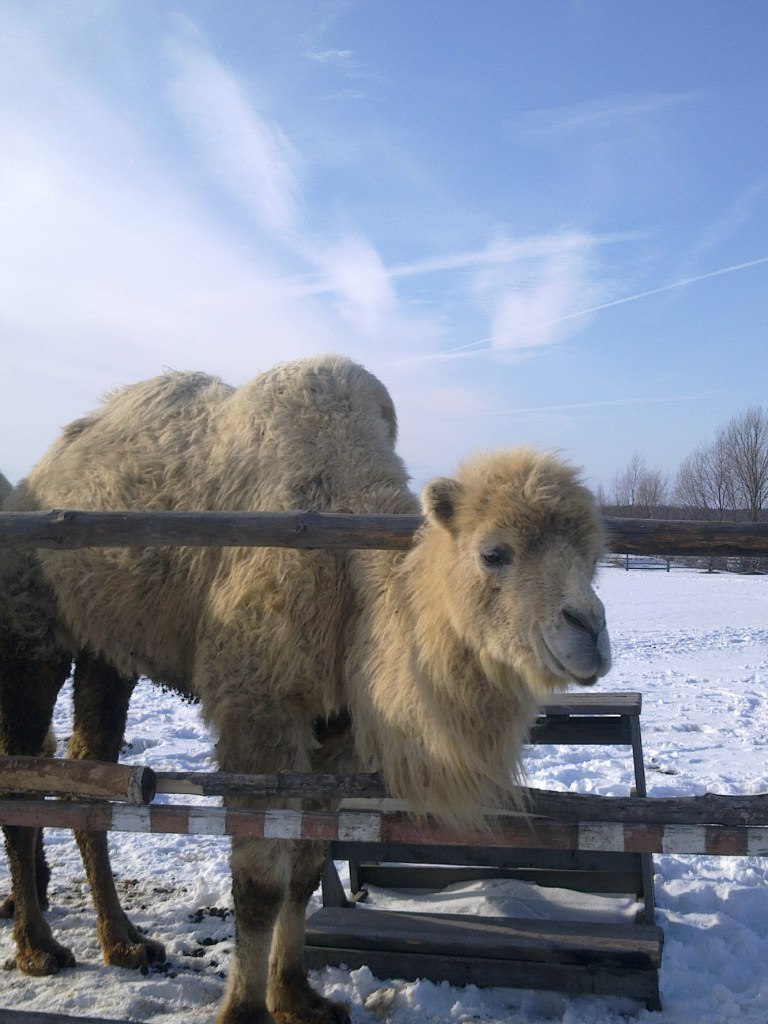 Сергей Чаднов | Москва