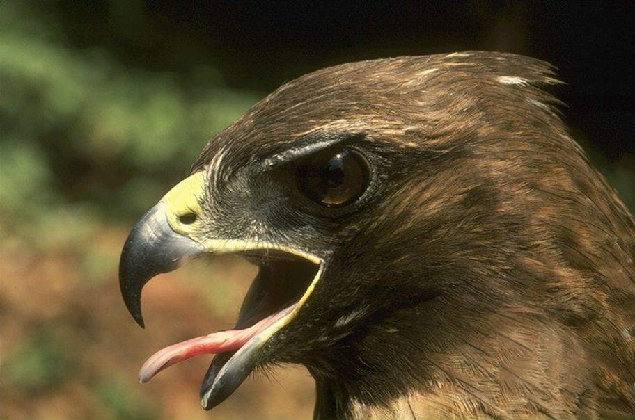 №6, Руслан Яковлев №6, Руслан Яковлев