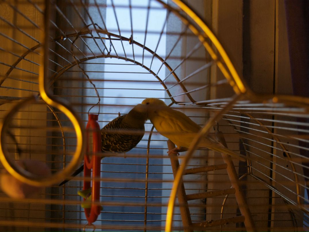 Кацура Маньчжурская 桂滿 | Санкт-Петербург