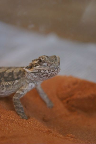 №123, Артем Солейко, 104 года, Винница №123, Артем Солейко, 104 года, Винница