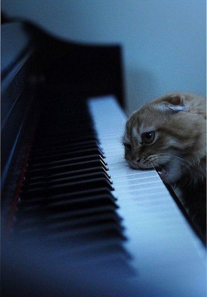 Дмитрий Новохацкий | Новосибирск