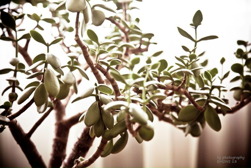 Никита Барбарич | 