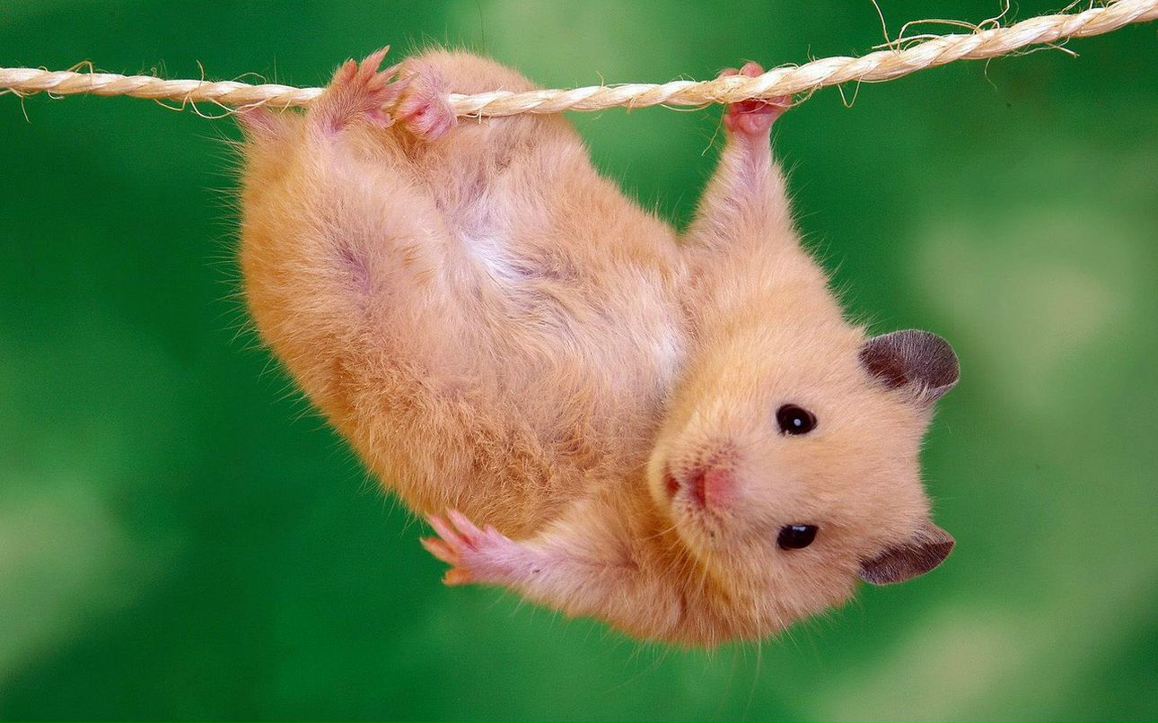 Аня Куликова | Санкт-Петербург