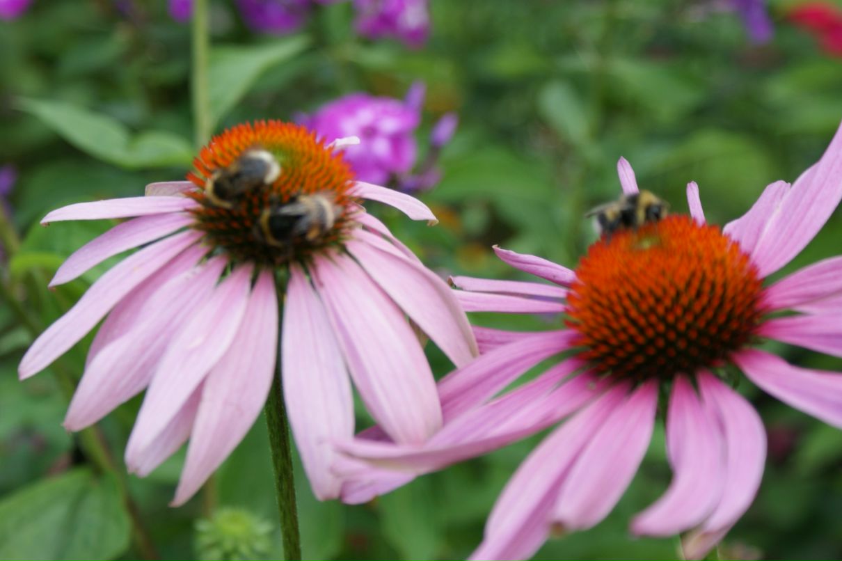 Надежда Гончар | Санкт-Петербург