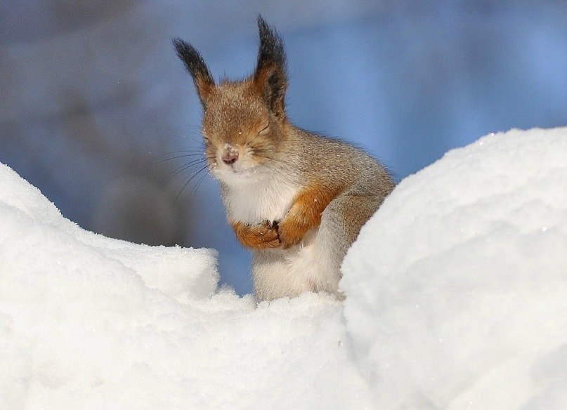 Инга Теплова | 