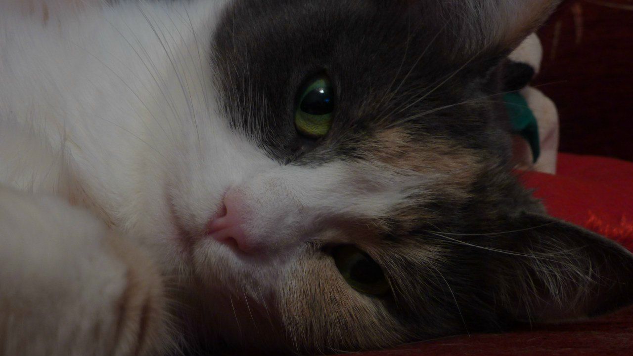 Александр Ведясов [Nobu]х[Нагаси] | 