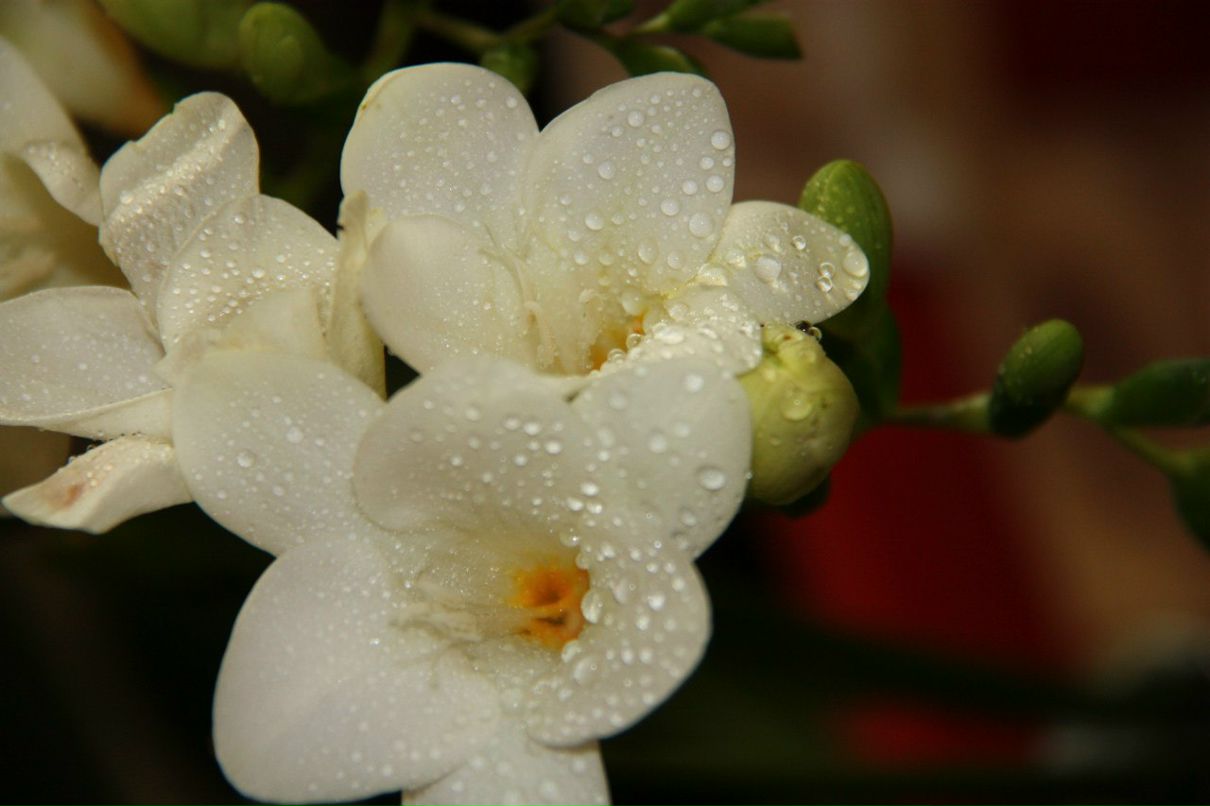 Виктория Большакова | Москва