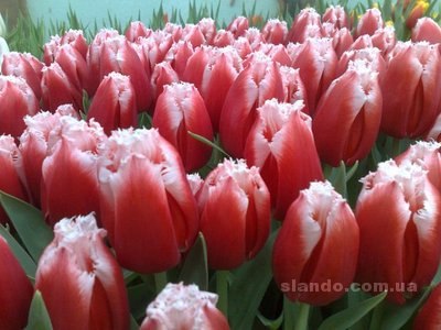 Анна Забуйская | Киев