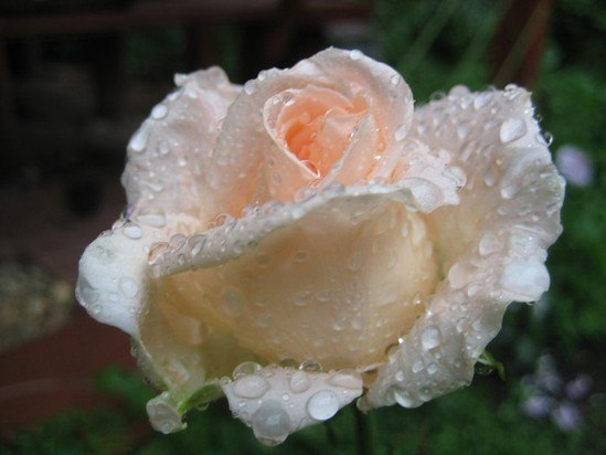 №93, Ринат Хасаншин №93, Ринат Хасаншин