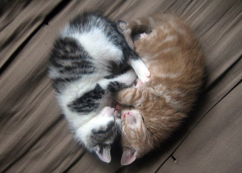 Антон Моховиков | Санкт-Петербург