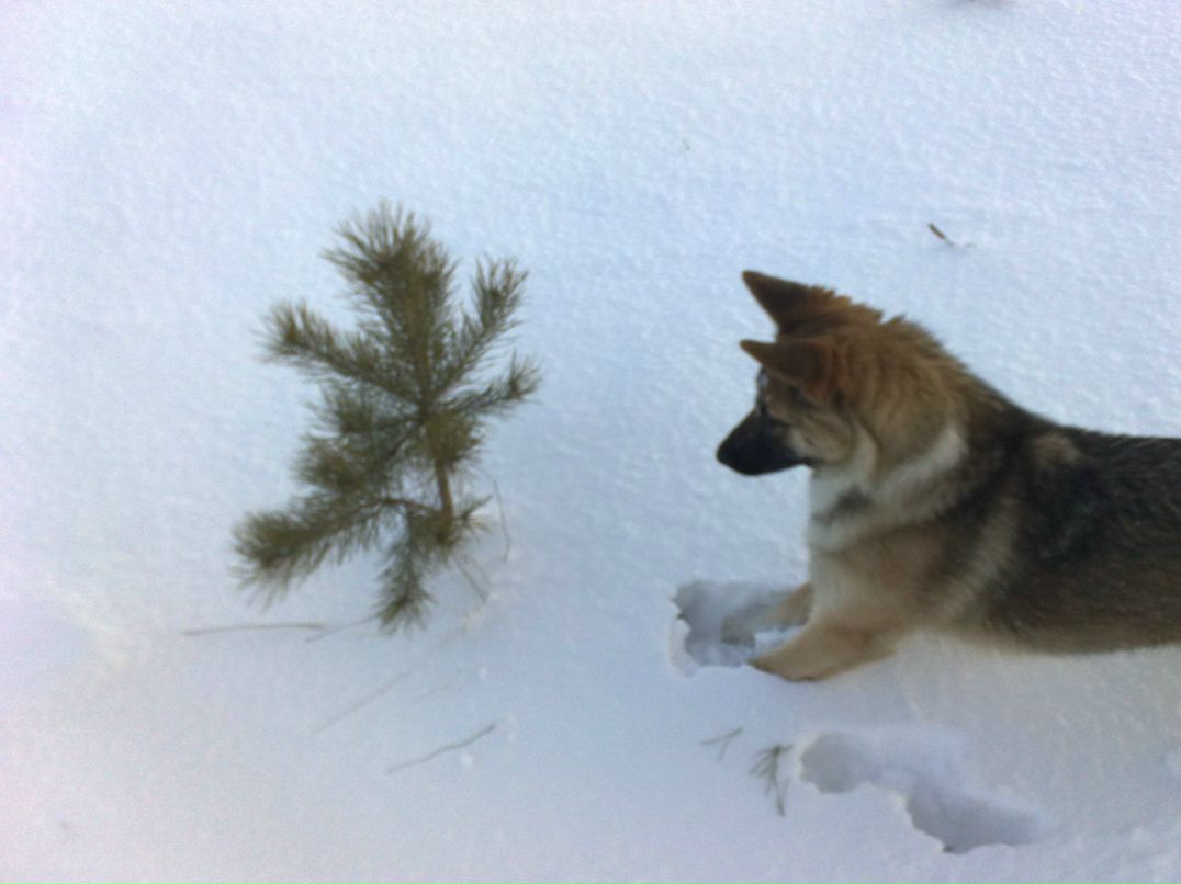 Володимир Пельчарський | Великая Сушица