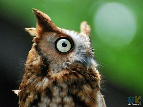 №86, Зозуля Навсякійслучай №86, Зозуля Навсякійслучай