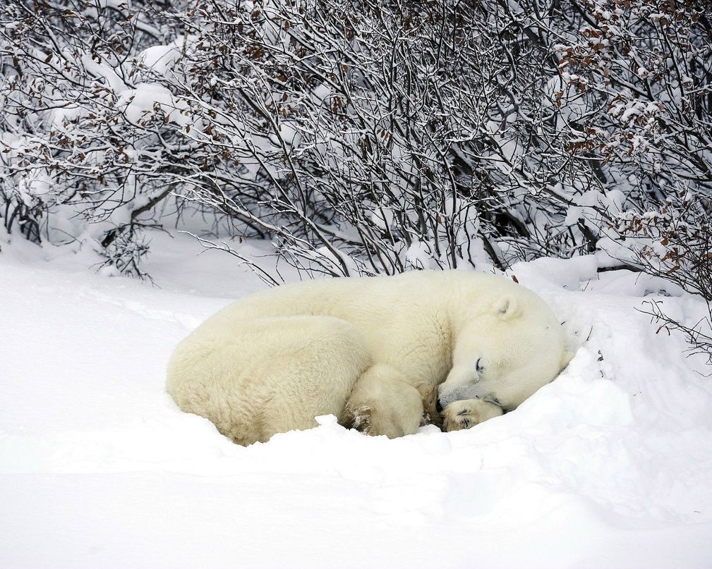Тамара Синева | Москва
