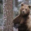 Аватар: Михаил Volavka