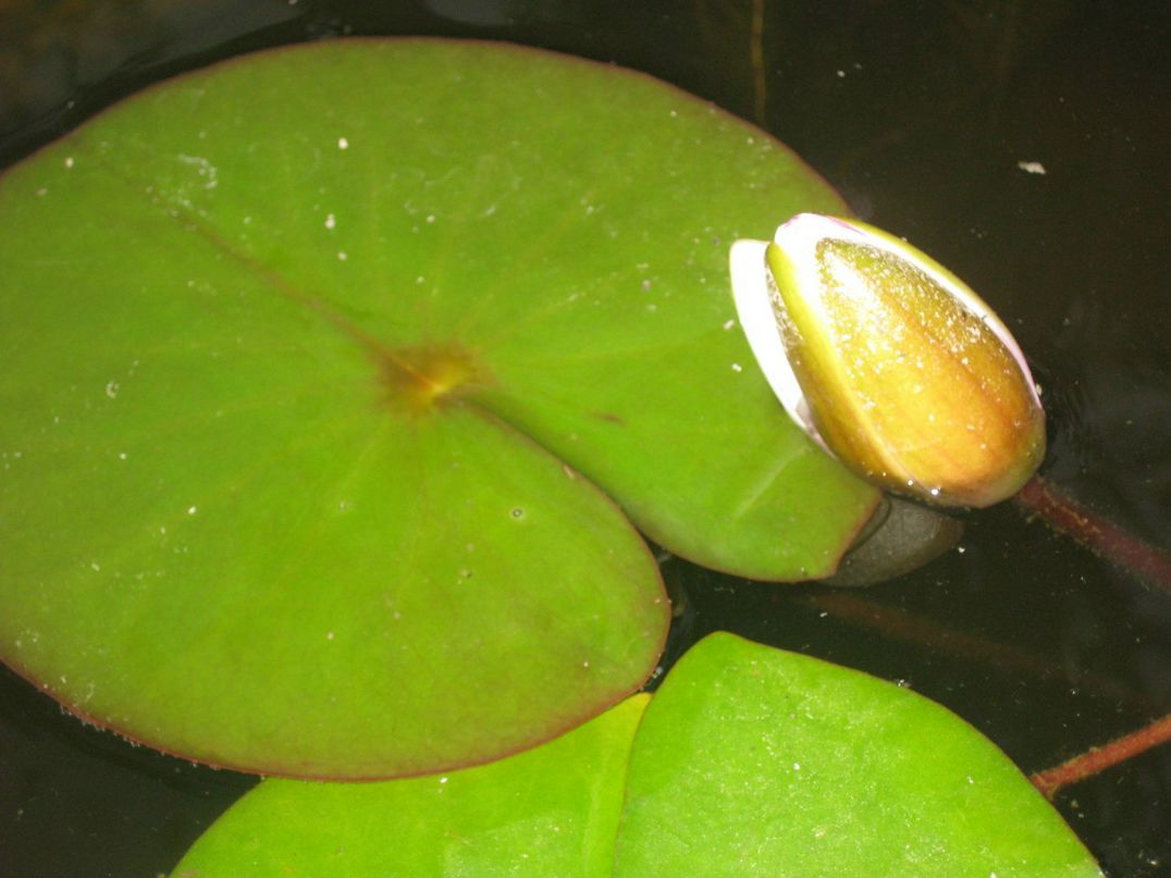 Светлана Голубева | Москва