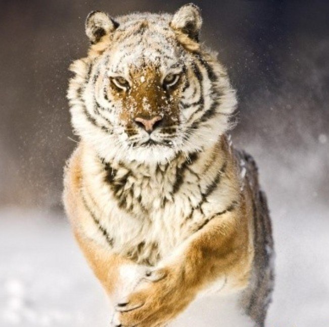 Олександр Кибалич | 