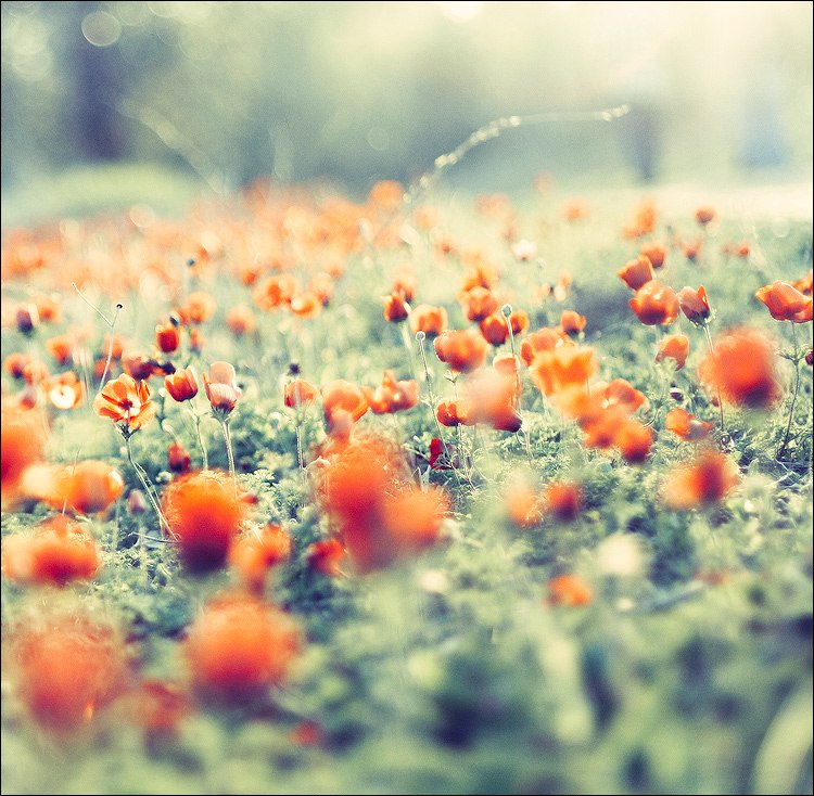 Максим Шиша | Житомир