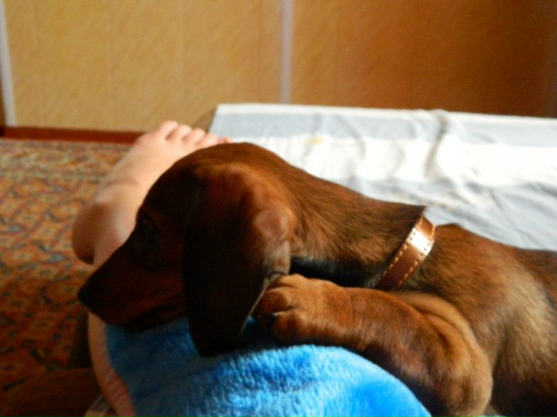 Елена Шабаева | Новочеркасск