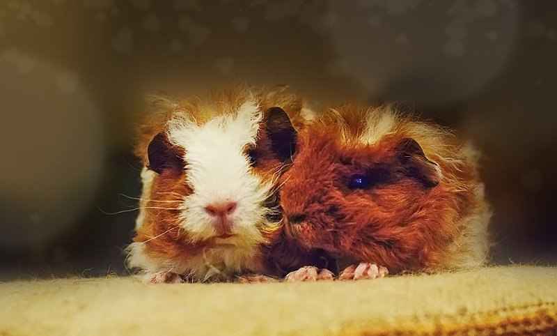 Юлия Возиян | Одесса