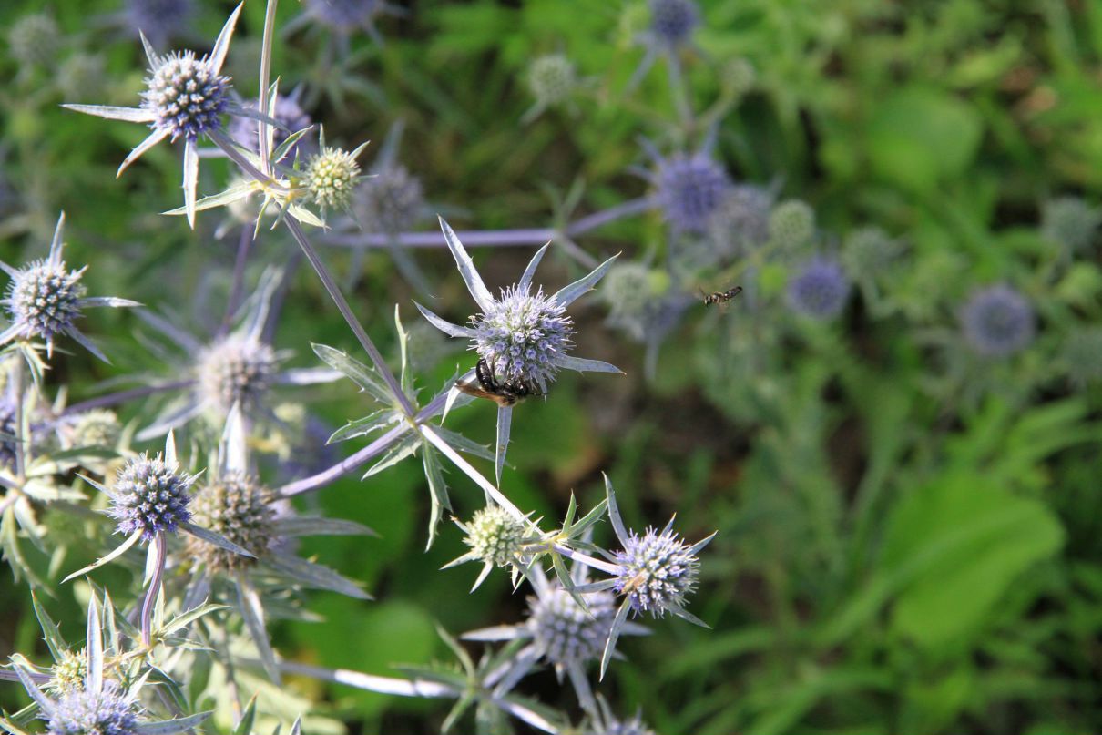 Daniel Smartt | Brisbane