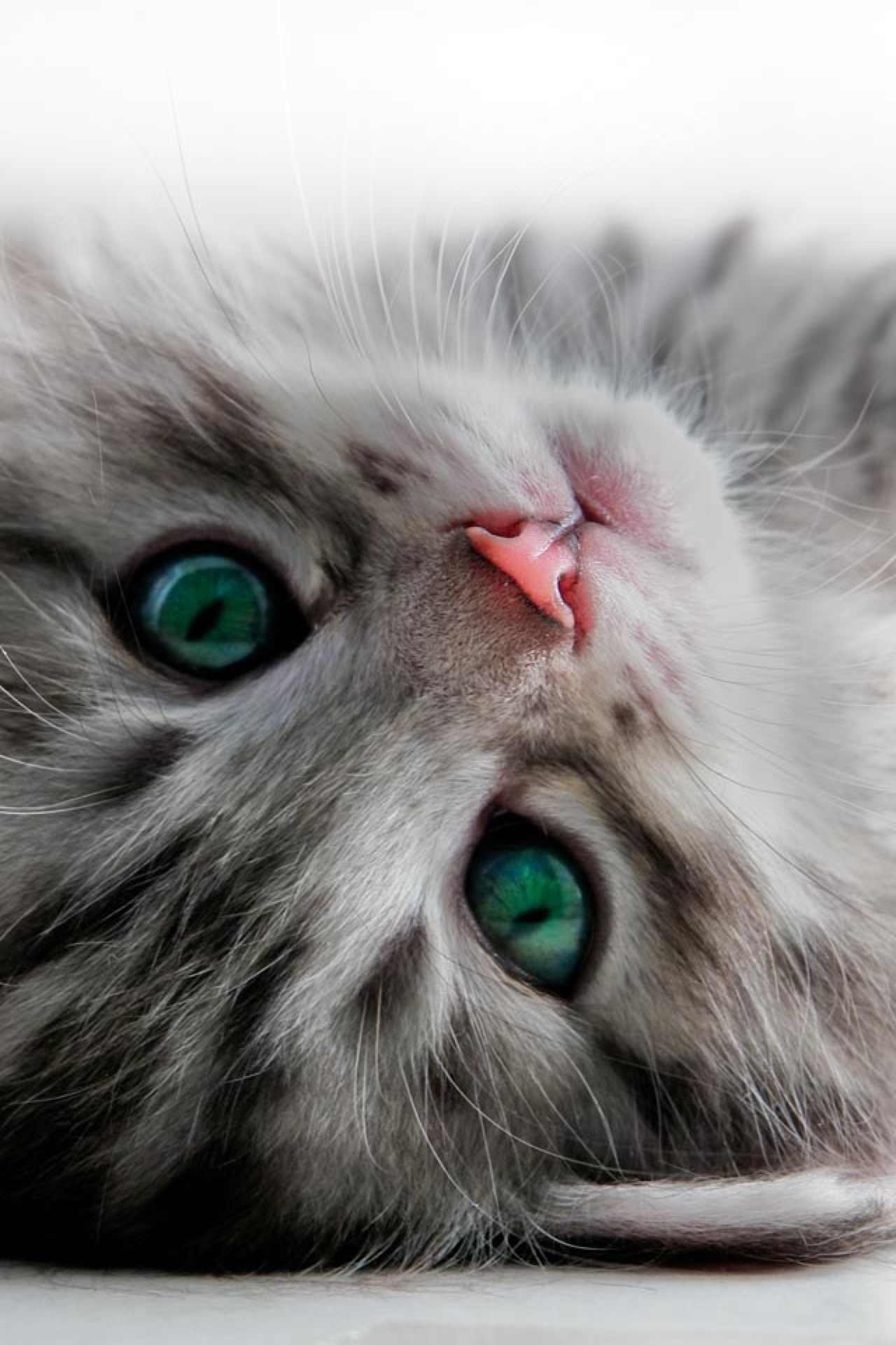 Евгения Першина | 