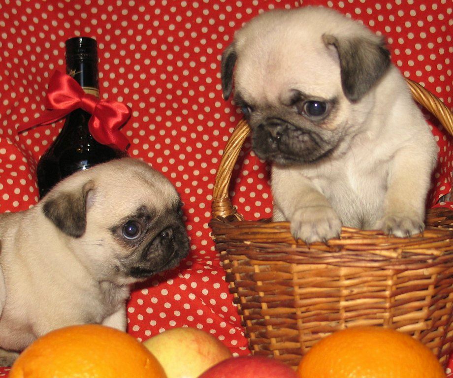 Ксения Юрченко | Санкт-Петербург