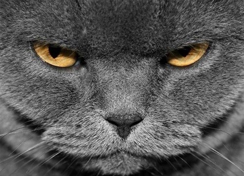 Антон Кошевой Анатольевич | Москва