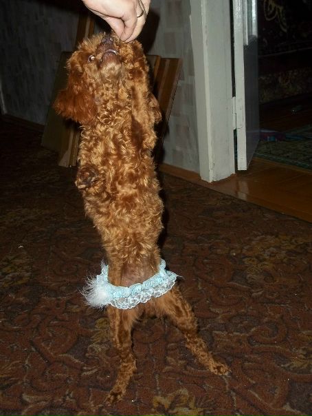 №38, Павел Зубарев, Светлогорск №38, Павел Зубарев, Светлогорск