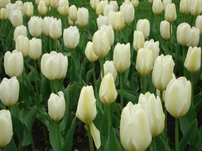 Аня Луценко | Вологда