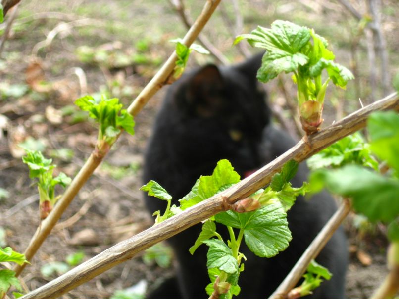 Юлия Чудновец | Кропивницкий / Кировоград