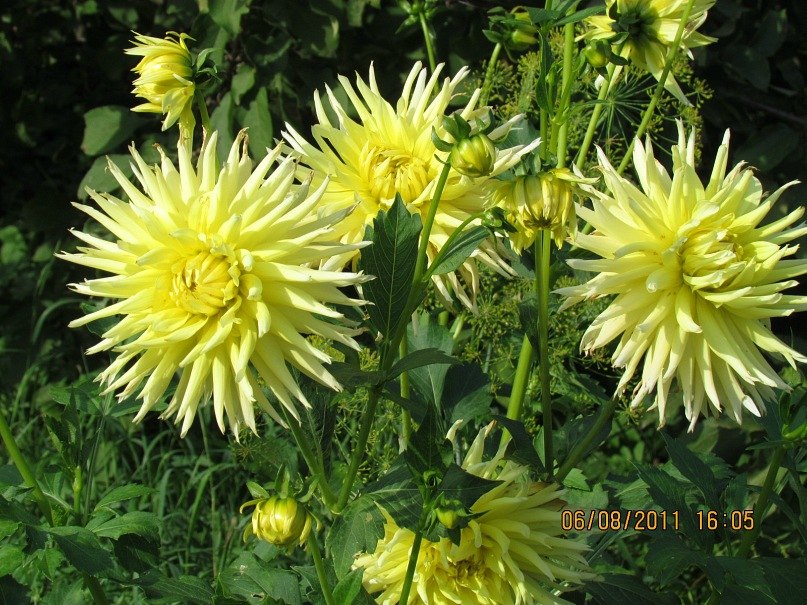 Ольга Маркелова | Санкт-Петербург