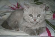 №36 Виолетта Гутова 17.01.1986: профиль, фото, статус - ВКонтакте