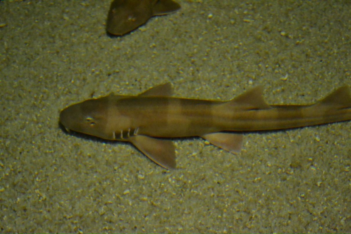 Ленка Щербакова NIKTCHEMY | Санкт-Петербург