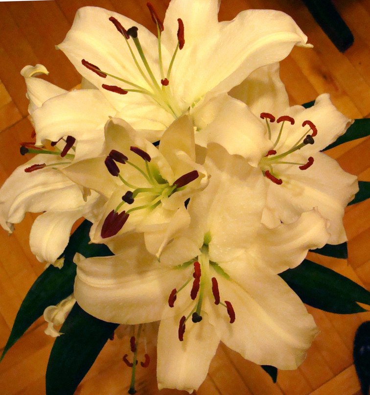 Анастасия Сидоренкова | Санкт-Петербург