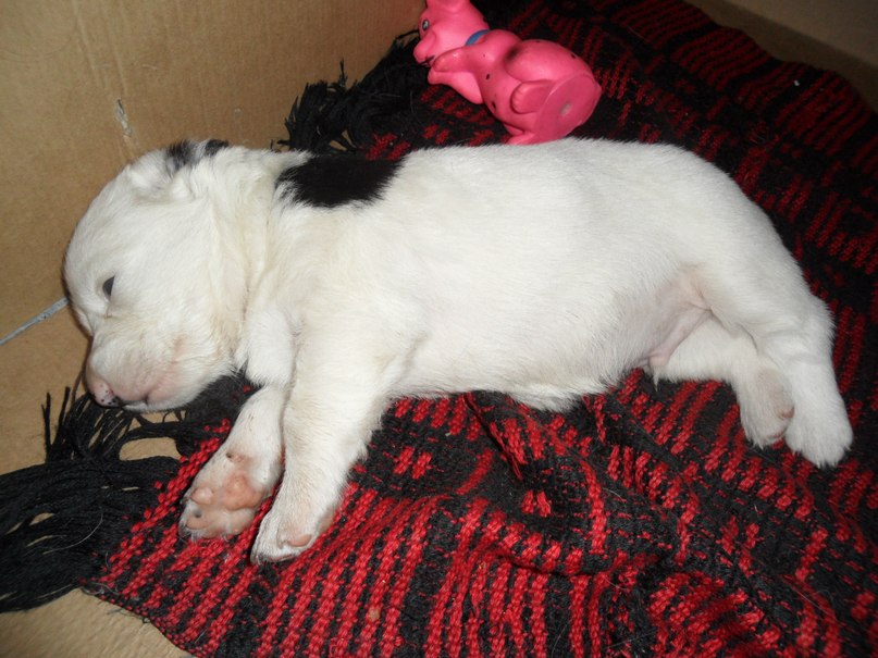 Элеонора Шипулина | Красноярск