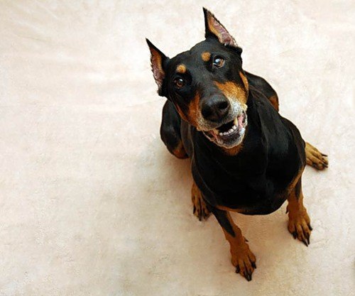 Анжелика Лисенкова <Doni> | Тюмень