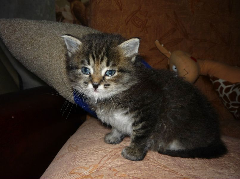 Екатерина Комардина | Снежинск