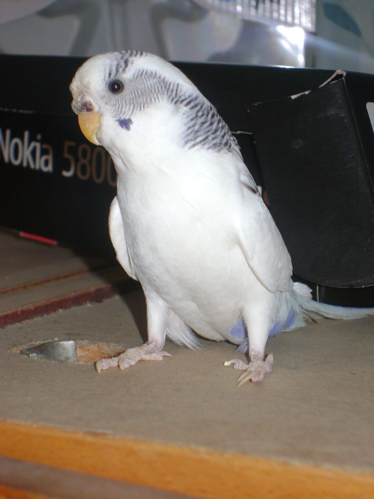 Марина Томнюк | Черновцы