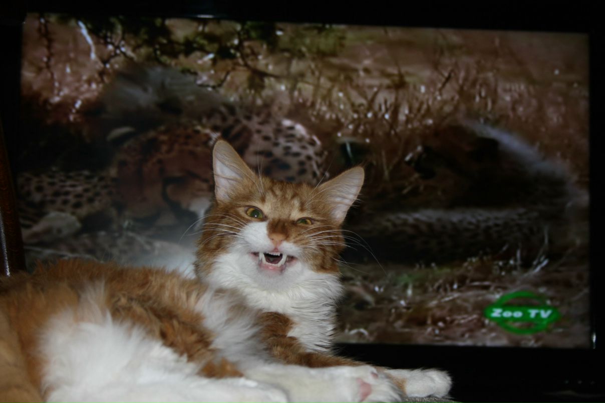 Татьяна Шатрова | 