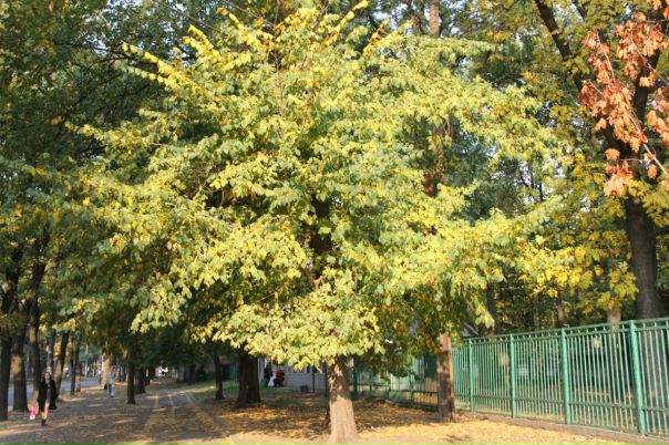 №41, Владимир Голубь, 73 года, Днепр (Днепропетровск) №41, Владимир Голубь, 73 года, Днепр (Днепропетровск)