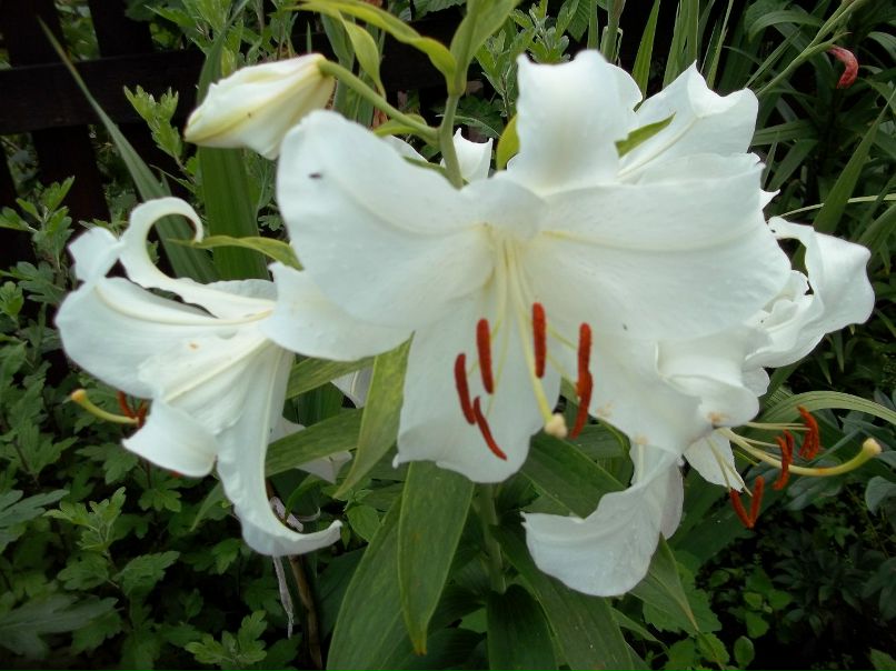 Юлия Панфилова | Киев