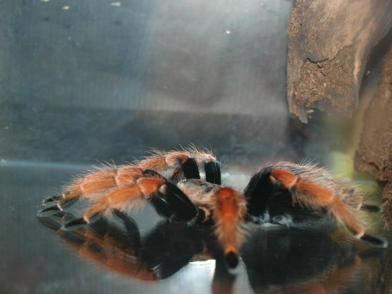 Резеда Сафиуллина | Казань